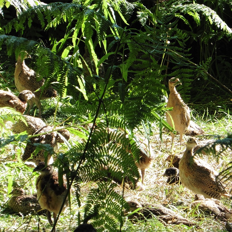 Pheasants in foliage in the sun