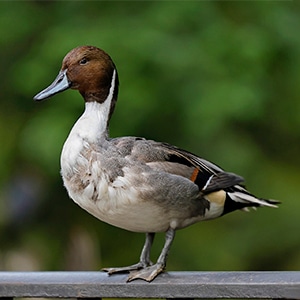A pintail duck