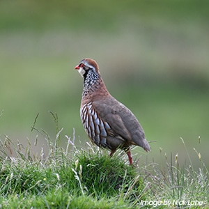 A red-legged partridge