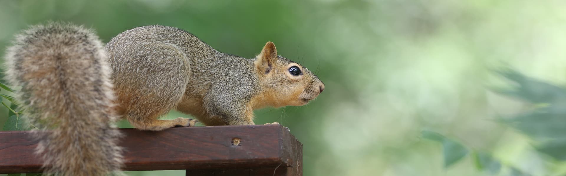 Grey squirrel control with live capture traps - BASC