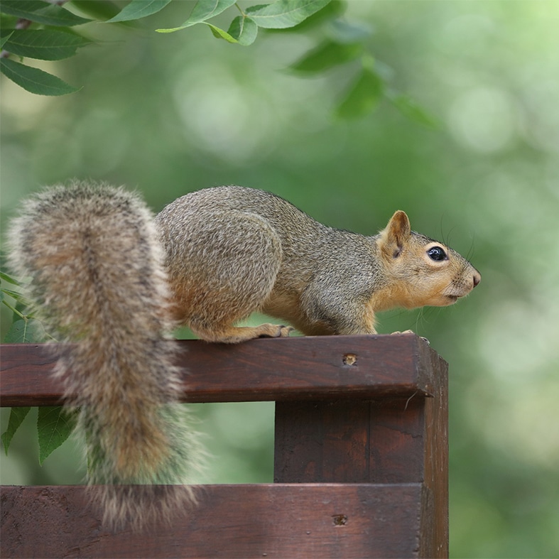 Squirrel deals pest control