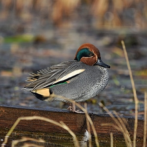 A teal duck