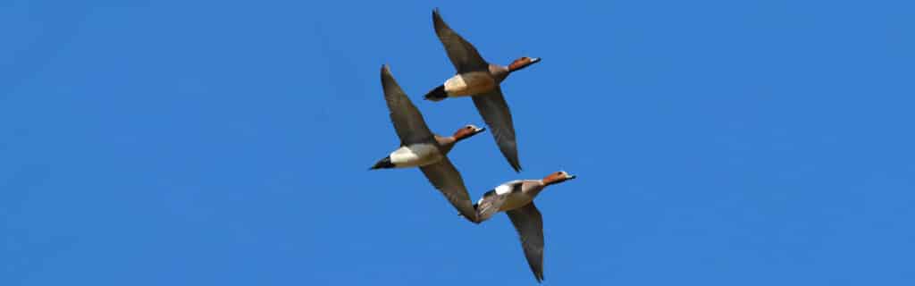 Wing survey - BASC