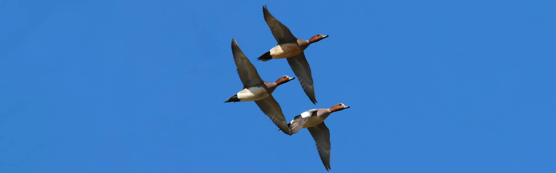 Three wigeon in flight