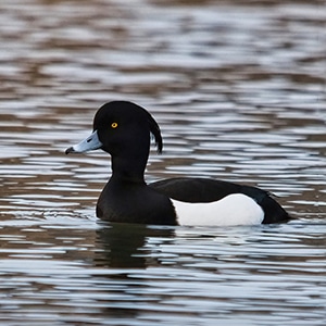 A tufted duck