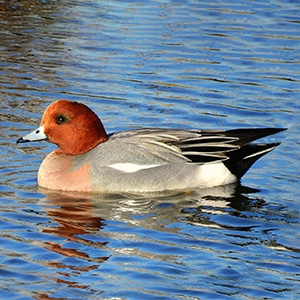 A wigeon duck