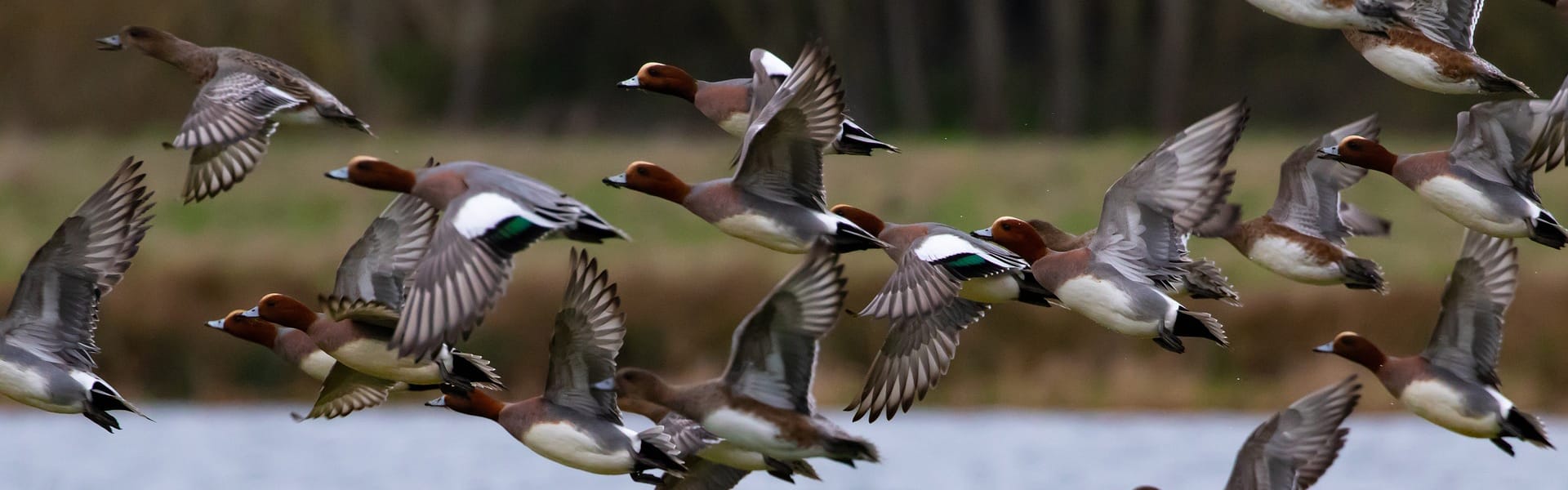 A flock of wigeon in flight