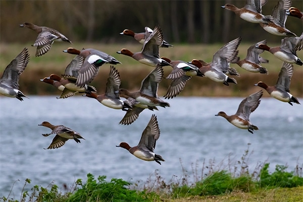 A flock of wigeon in flight