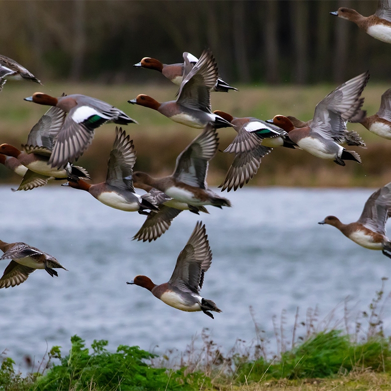 A flock of wigeon in flight