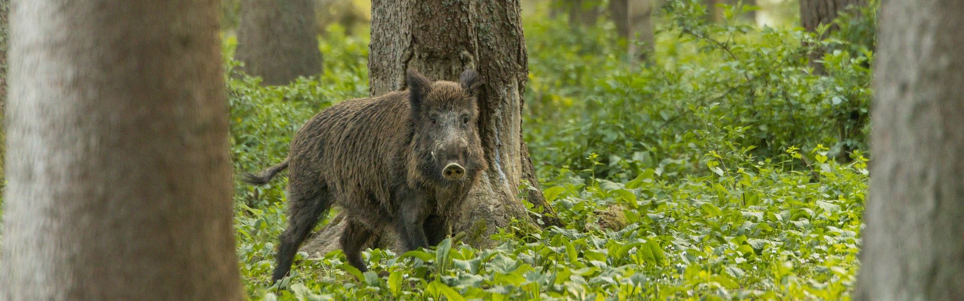 A wild boar in a forest