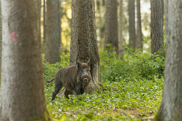A wild boar in a forest