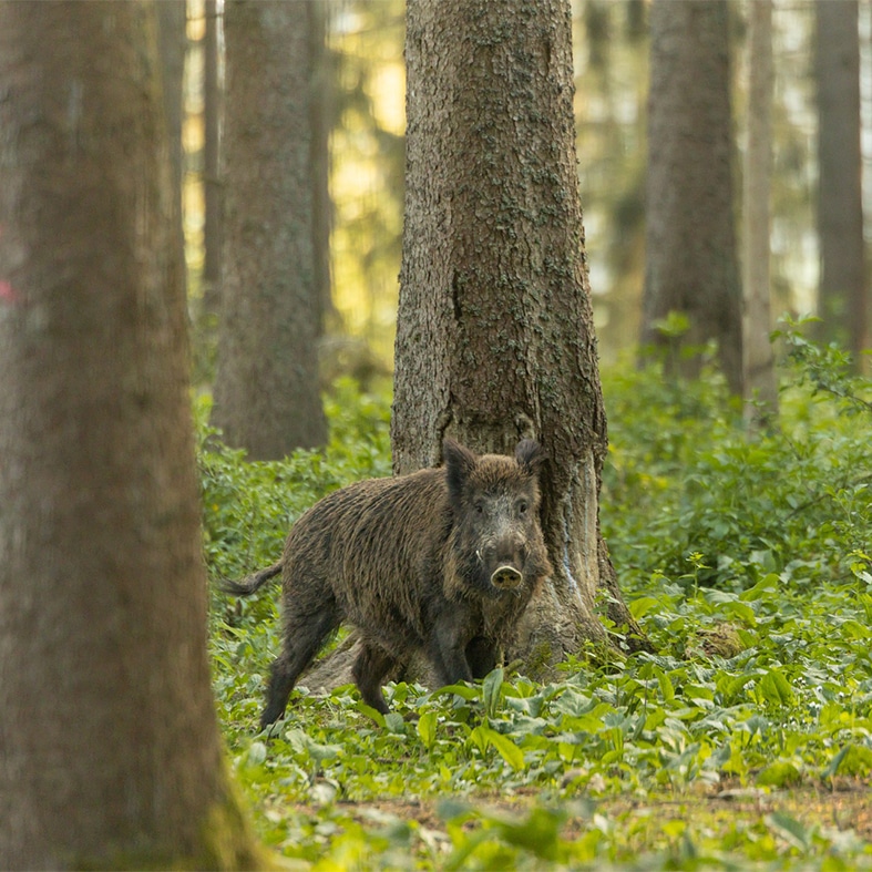 A wild boar in a forest