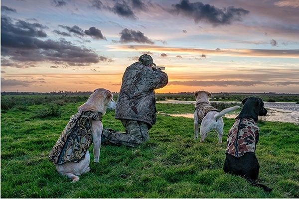 A wildfowler with their gundogs in the evening