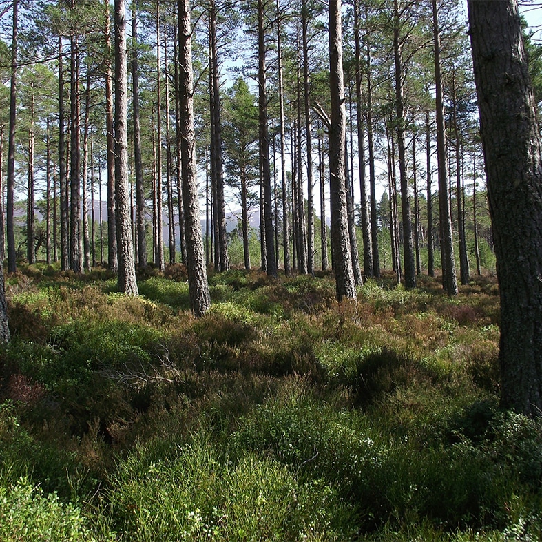 A woodland landscape