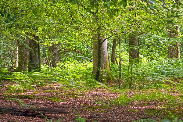 A woodland area