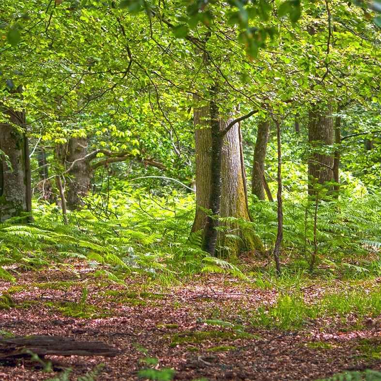 A woodland area