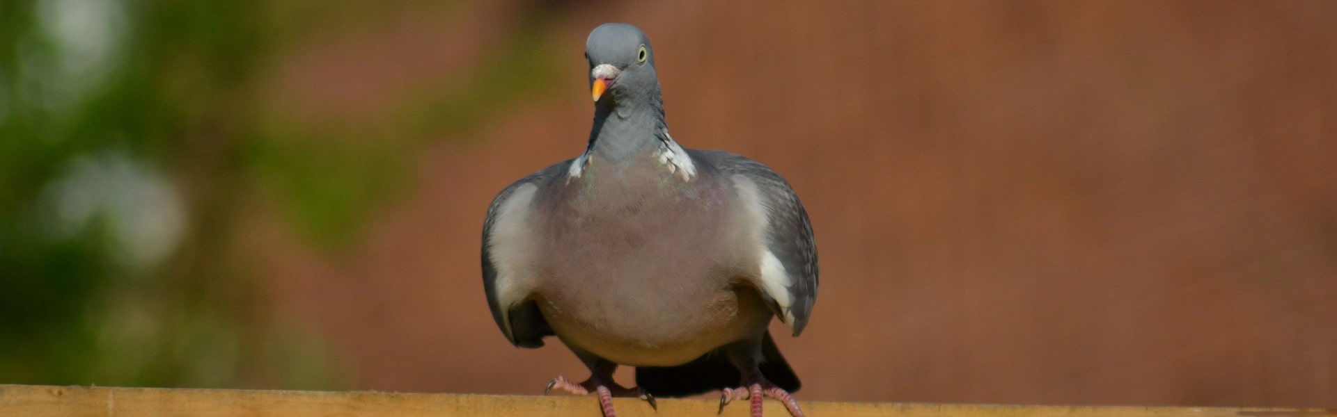 A woodpigeon on a fence