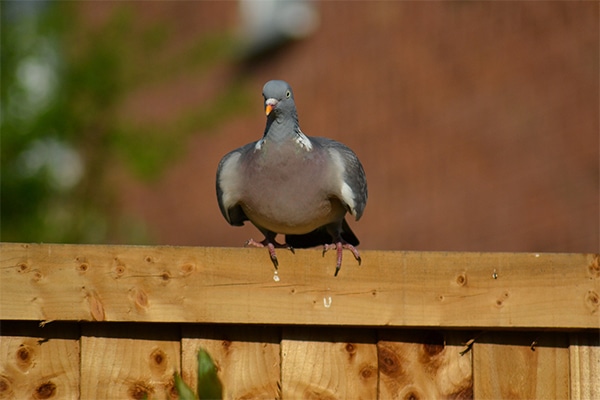 A woodpigeon on a fence