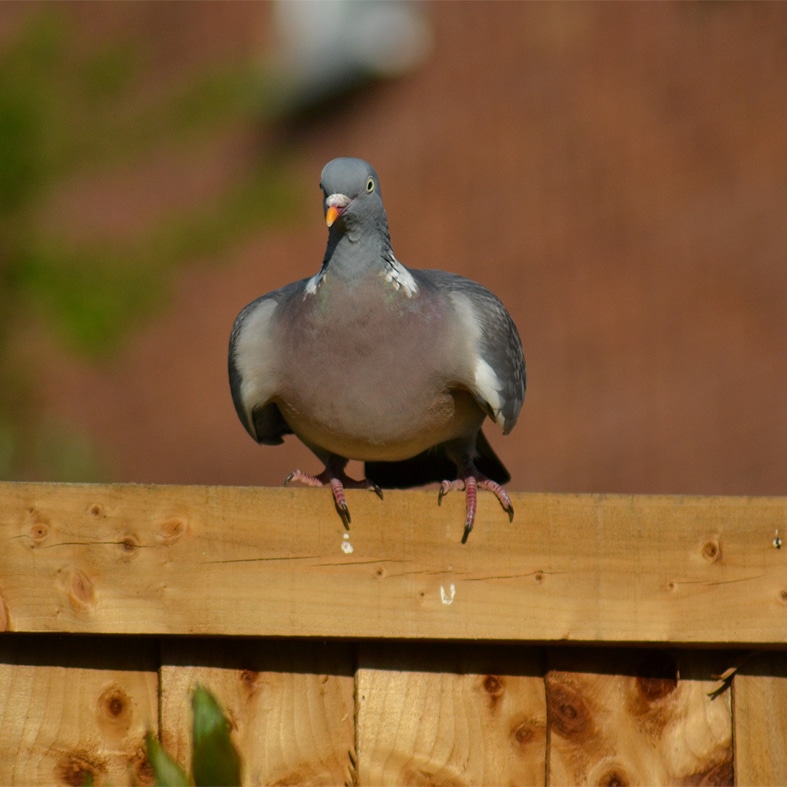 A woodpigeon on a fence