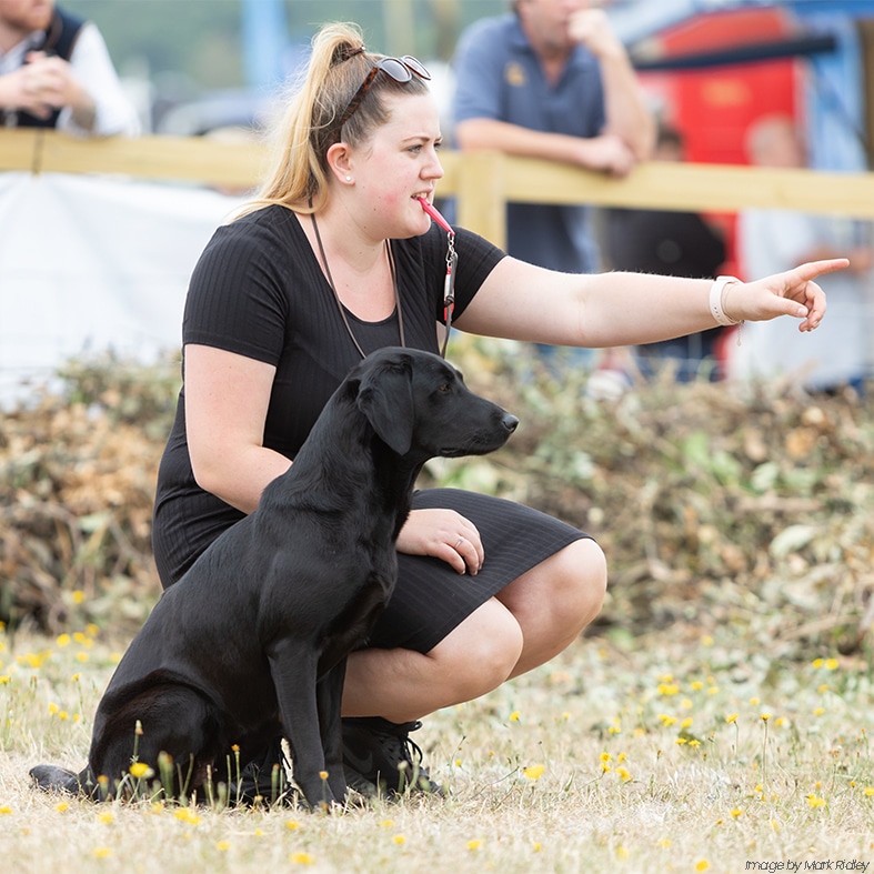 A gundog at The Game Fair event