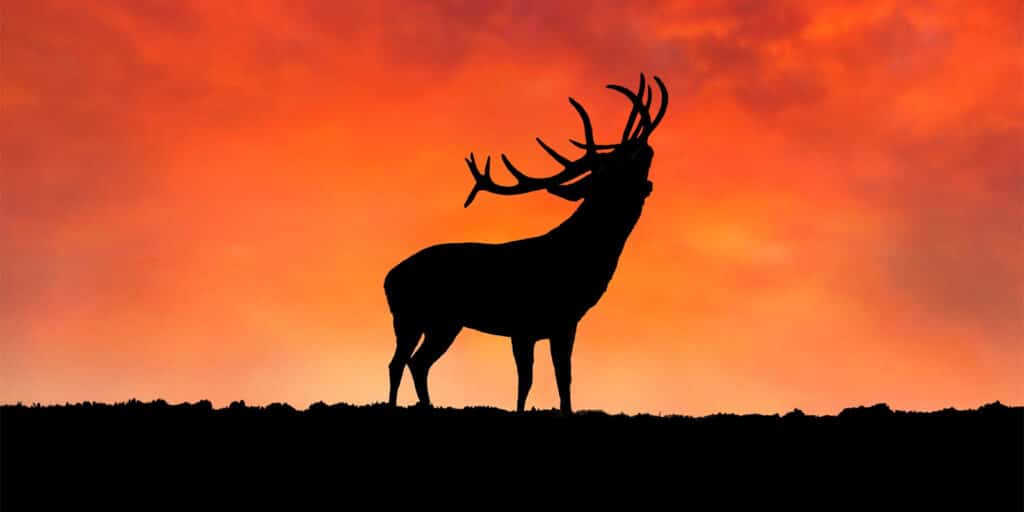 A deer stag silhouette standing in a sunset