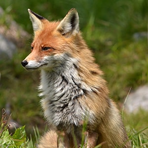 A fox