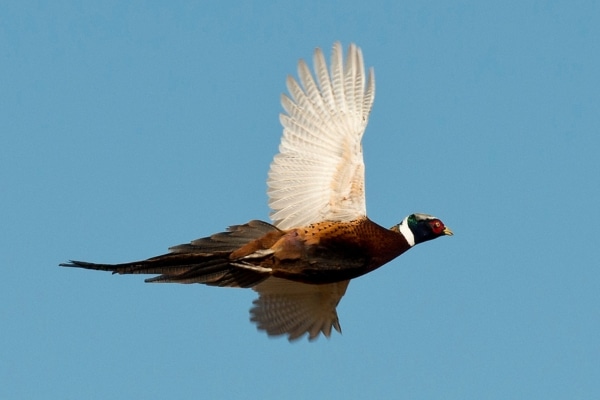A male pheasant flying in the sky