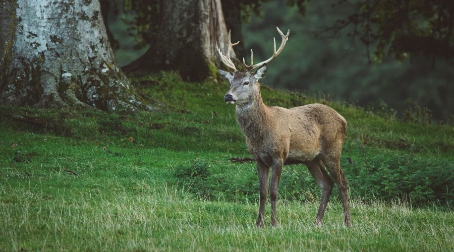 A stag deer in field