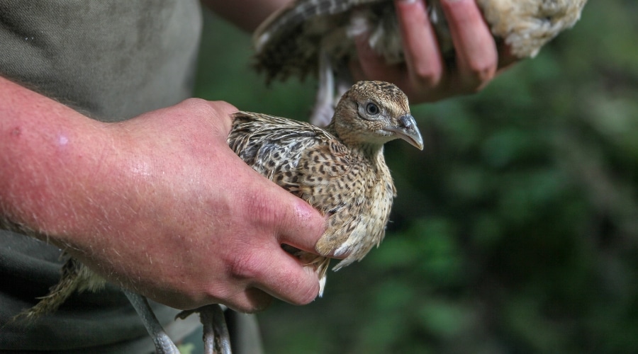 A young poult in a gamekeeper's hands