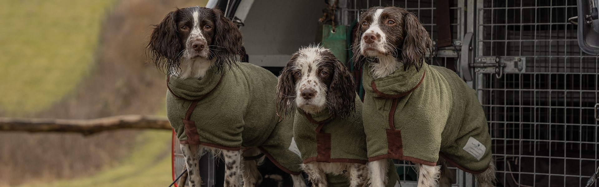 Three gundogs in the back of a 4x4