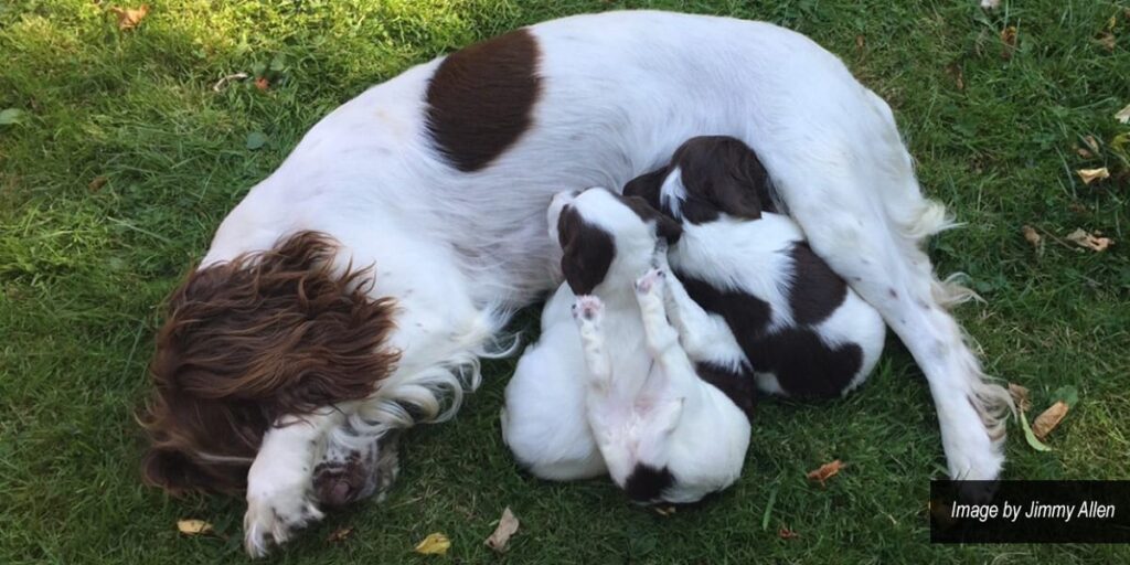 Gundog feeding its puppies