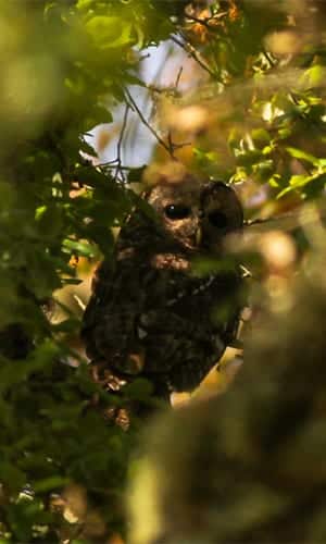 Tawny owl