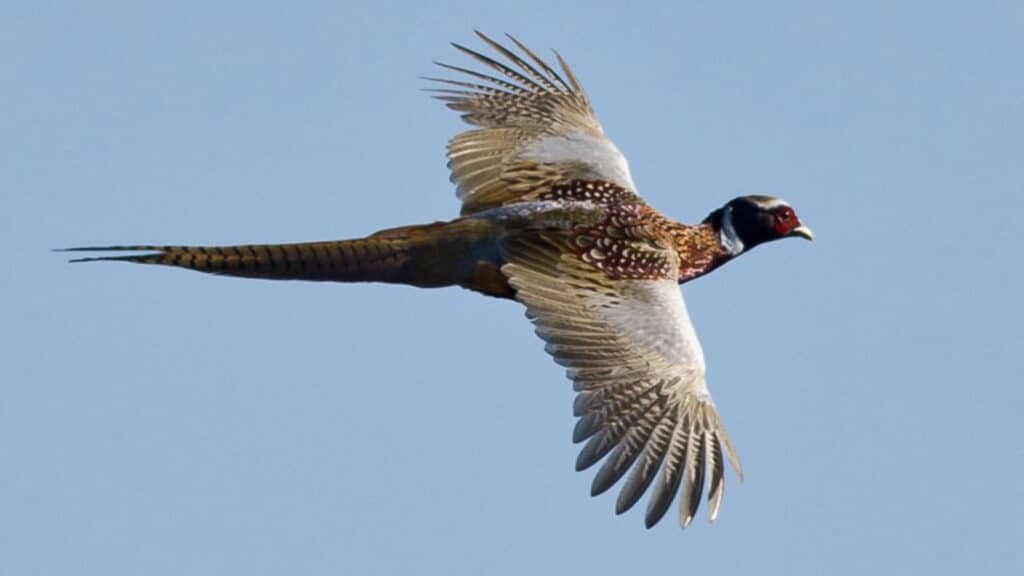 Pheasant cock flying