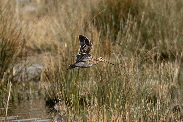 Common snipe in flight