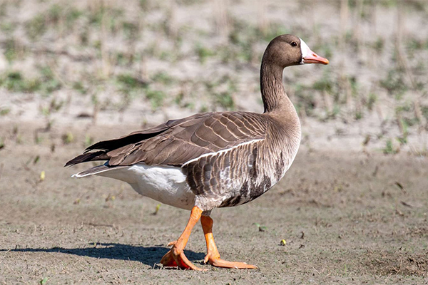 White fronted goose