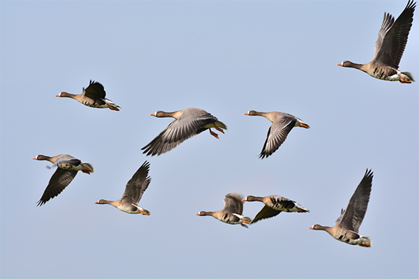 white fronted goose flying