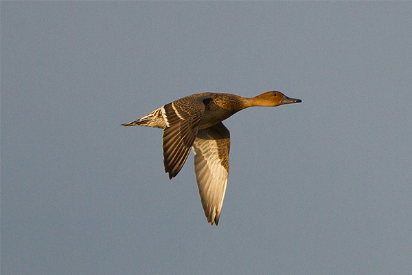 Female pintail flying