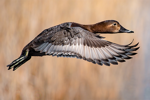 Female pochard in flight