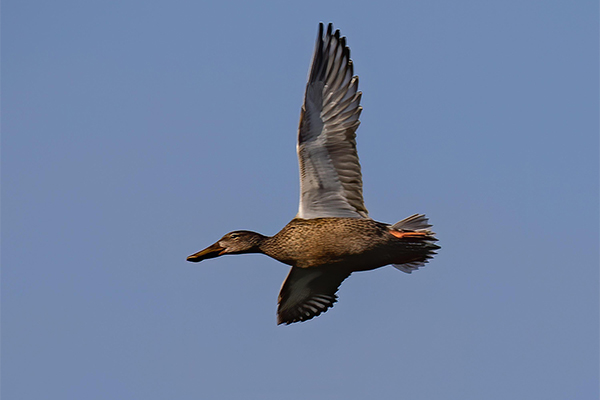 Female shoveler in flight