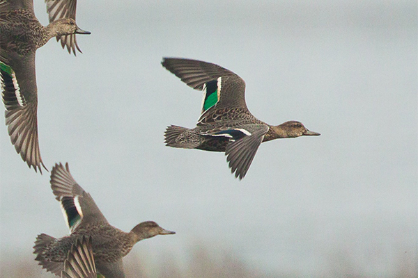 Female teal in flight