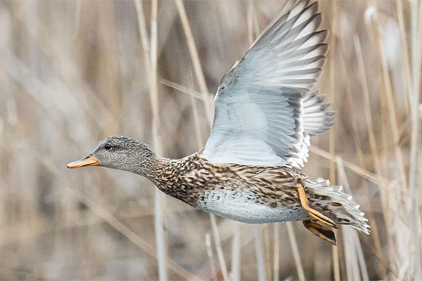 Female gadwall in flight