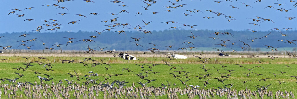 Golden plover in flight