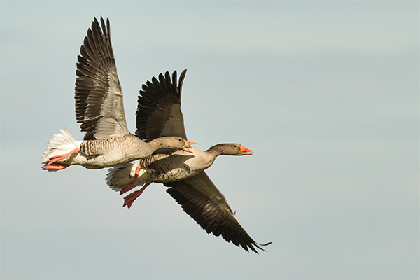 Greylag goose in flight