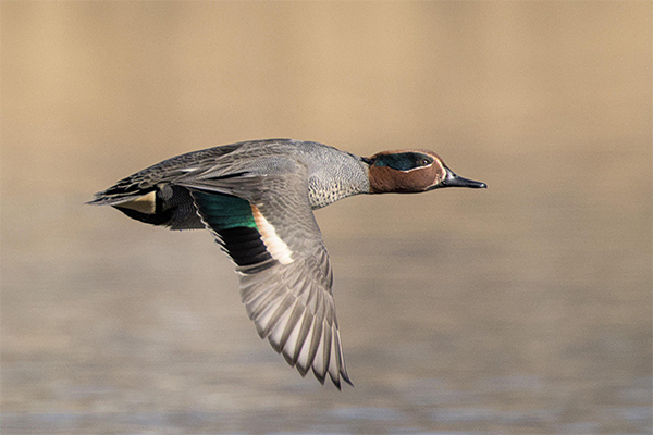 Male teal in flight