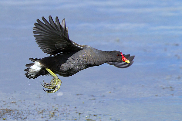 Moorhen in flight