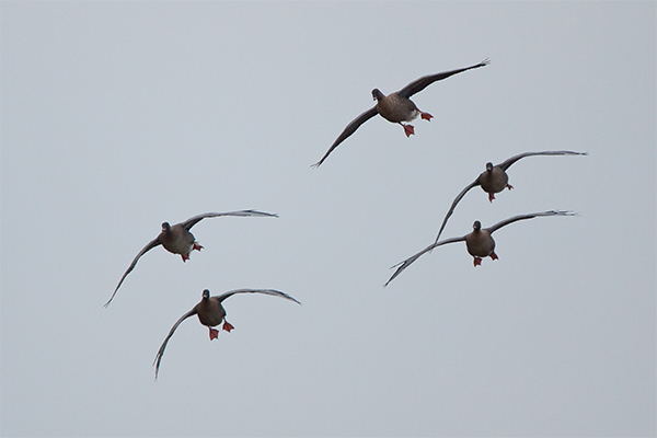 Pink footed goose in flight