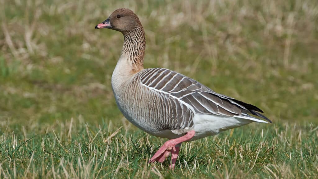 Pink-foot goose male