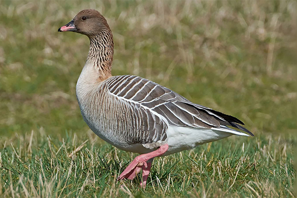 Pink footed goose