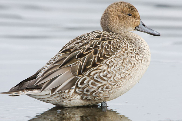 Female pintail