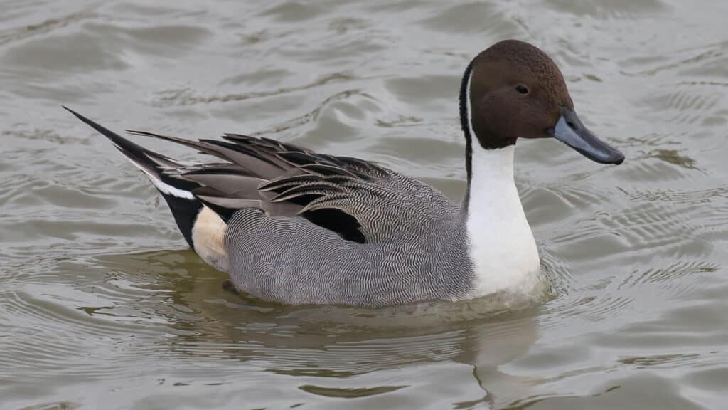 Pintail - male